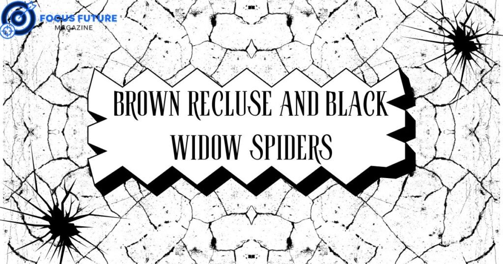 brown recluse and black widow spiders